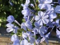 Plumbago