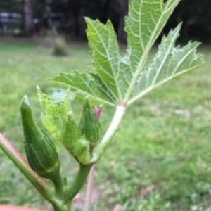 Cajun Delight Okra