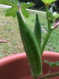 Cajun Delight Okra