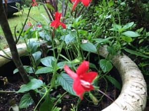 Ruellia Ragin Cajun