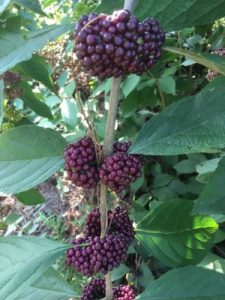 Blackish Burgundy Mexican beautyberry (Photo by Dr. Allen Owings)