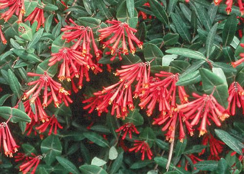 Coral Honeysuckle