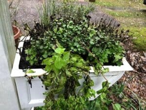 Freeze-damaged window box before fix.