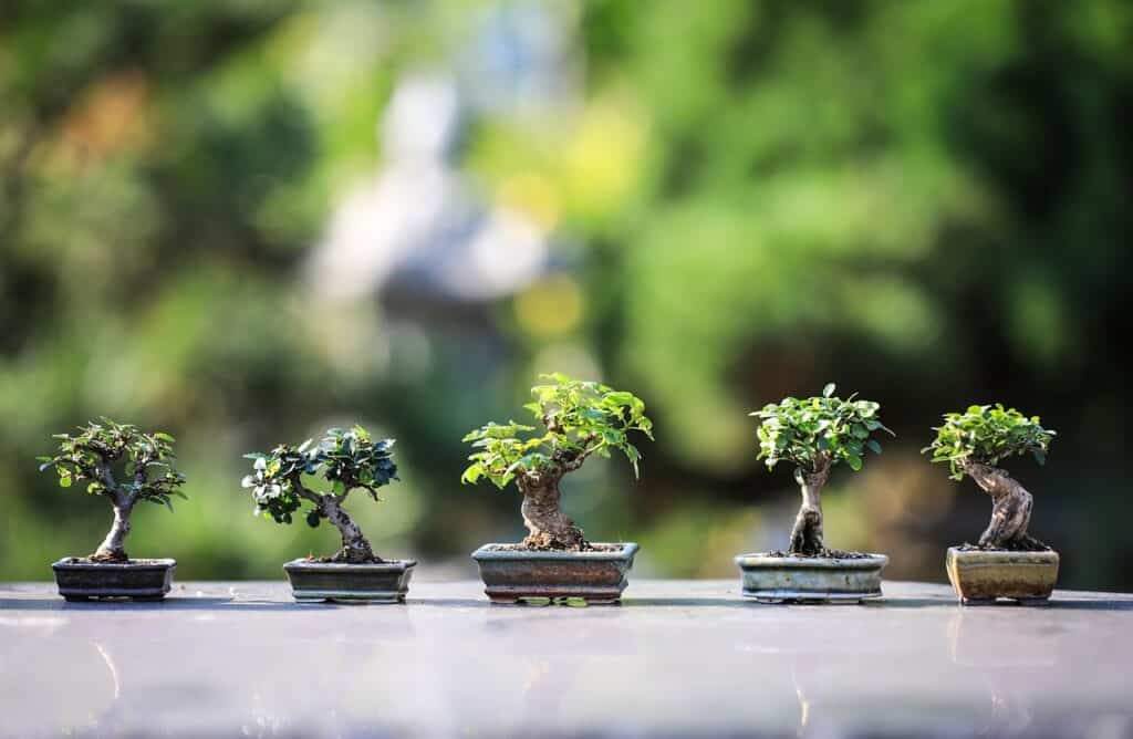 bonsai, trees, plants-4634225.jpg