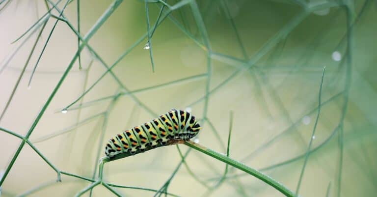 caterpillar, dovetail, macro-5113614.jpg